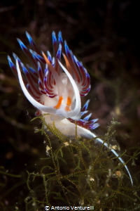 Summer is good time to shot these beautiful nudibranchs. ... by Antonio Venturelli 